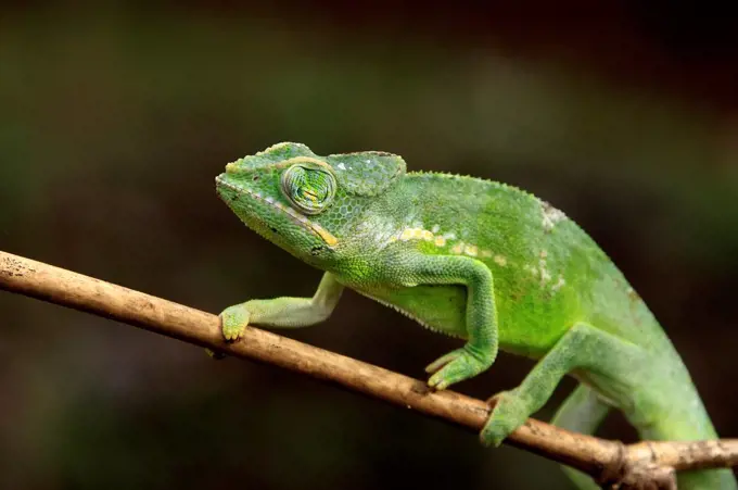 Chameleon Mayotte returning his eyeball