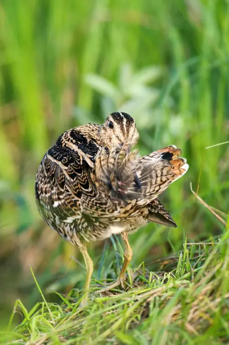 Great snipe preening in a marsh Poland