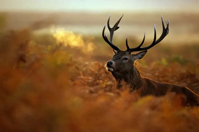 Stag Red deer standing in ferns