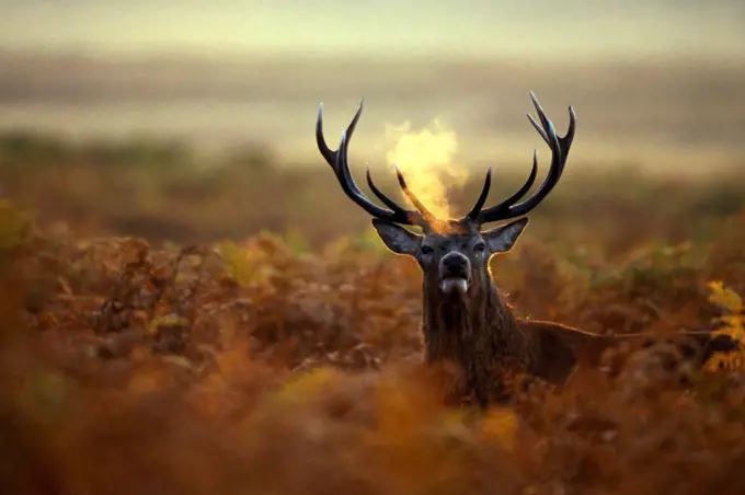 Stag Red deer standing in ferns