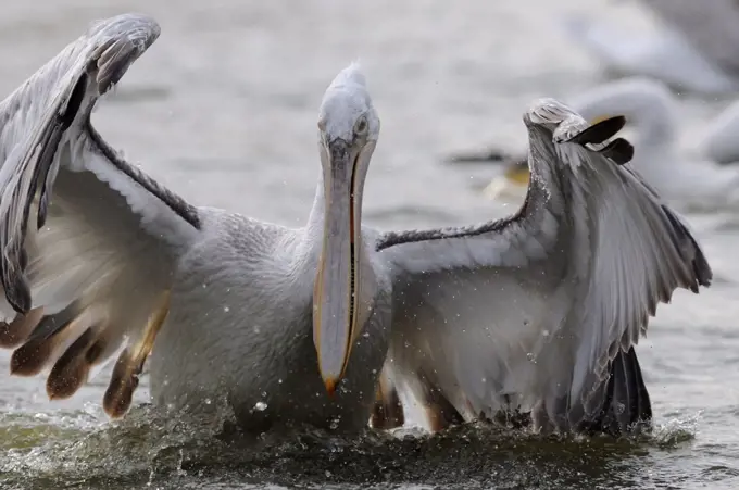 Dalmatian pelican spreads its wings on the water Europe