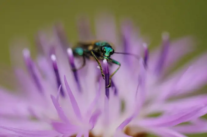 Thick-legged Flower Beetle on Knaweed flower France