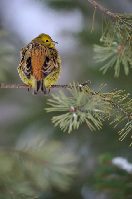 Yellow hammer male on conifere branch Finland