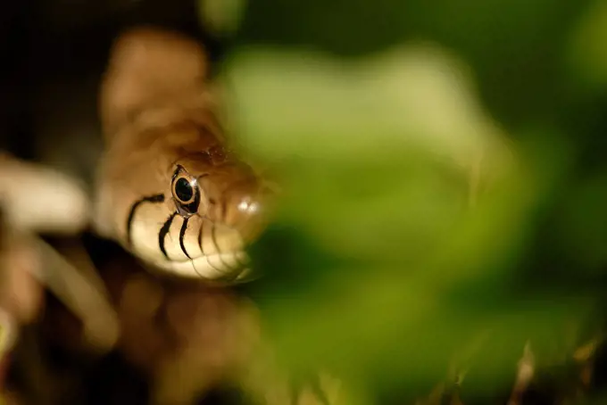 Grass Snake on the lookout Ile-de-France France