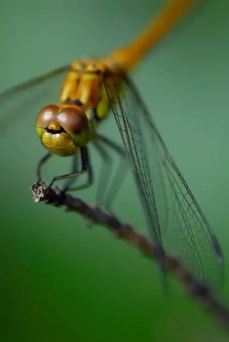 Dragonfly on a branch Alsace France