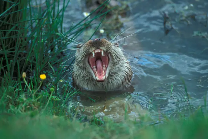 European otter yawning