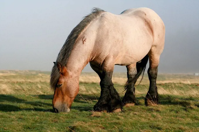 Horse grazing in morning in the fog Lozère Aubrac