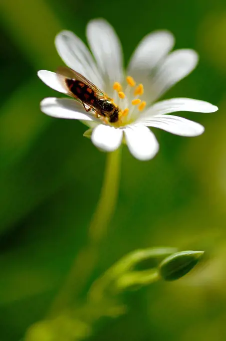 Syrphid Fly feeding on a Mouse-ear flower