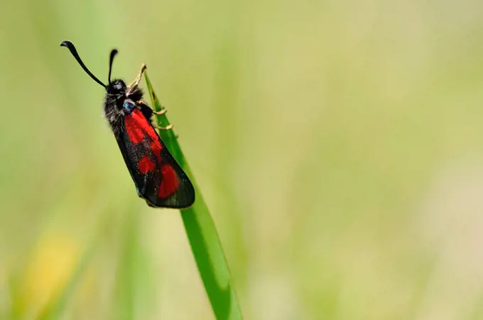 Six-spot Burnet at rest on a blade of grass France