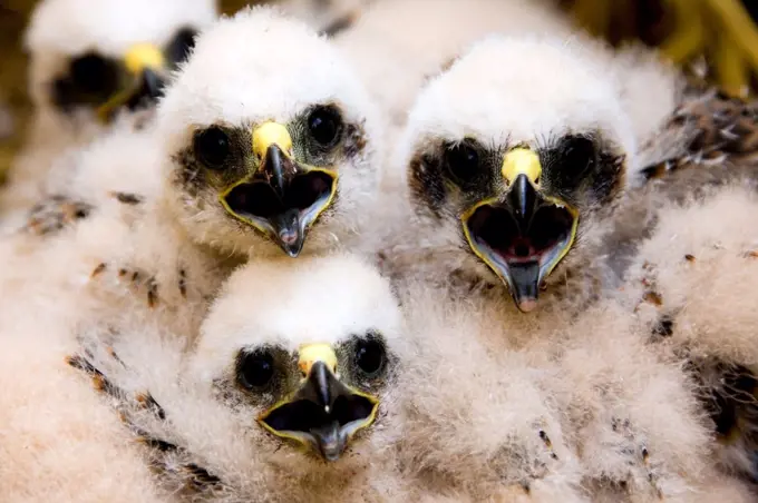 Young Montagu's harriers in nest Chamapgne France