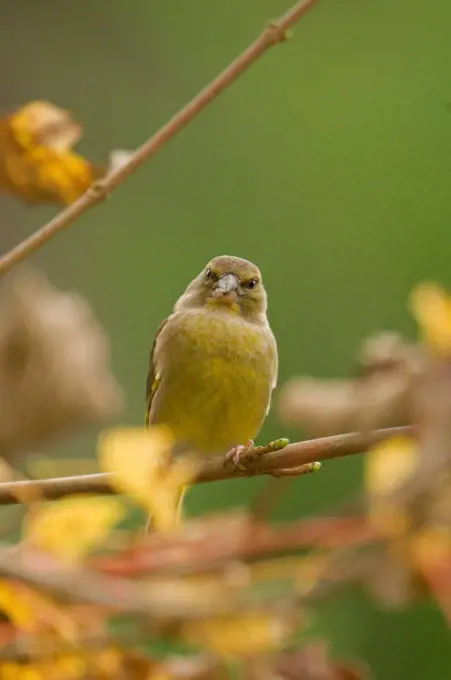 Greenfinch on a branch France