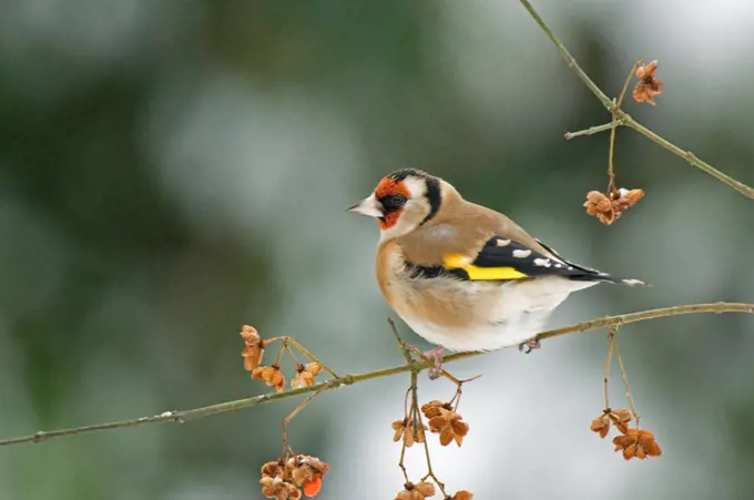 Goldfinch on a branch in winter France