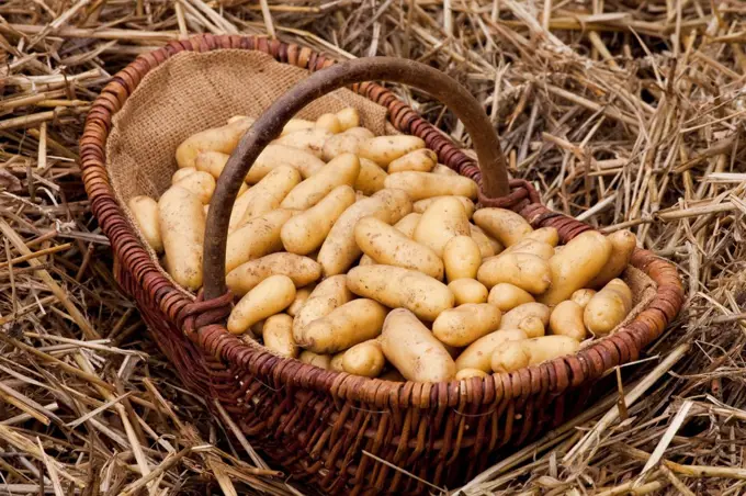 Harvest of potatoes 'Ratte' at the kitchen garden