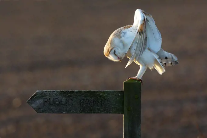 Barn owl preening on a sign post GB