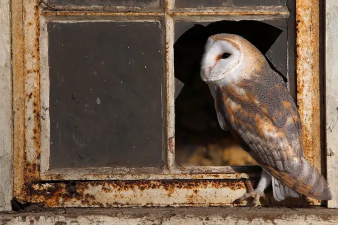 Barn owl standing near a broken window GB