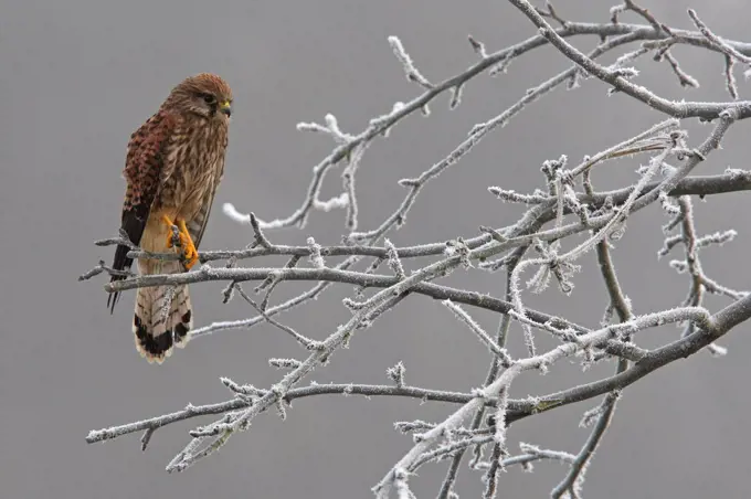 Female Krestrel on a frosty branch