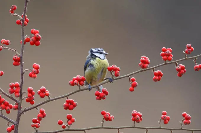 Blue tit on a branch Scotland