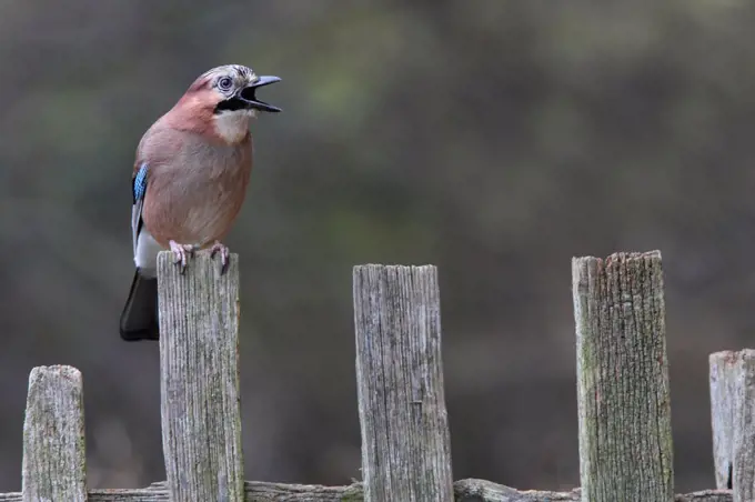 European Jay screaming on a fence