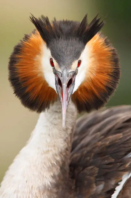 Portrait of a Crested Grebe screaming