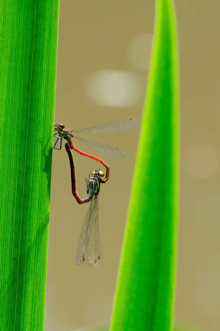 Mating of Damselflies Normandie France