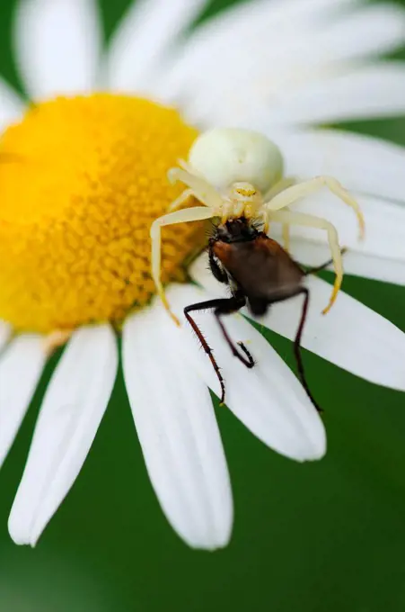 Goldenrod Spider paralyzing its prey on an Oxeye Daisy