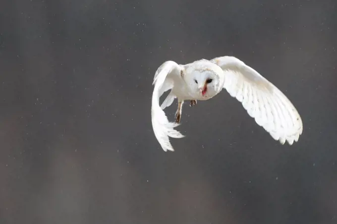 Barn Owl flying