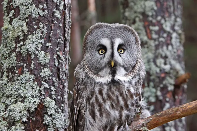 Portrait of a Great Grey Owl