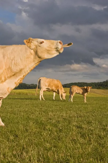 A Blonde d'Aquitaine cow in a meadow with a calf