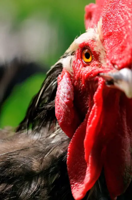 Head and crest of a 'Gourney' Cock watching France