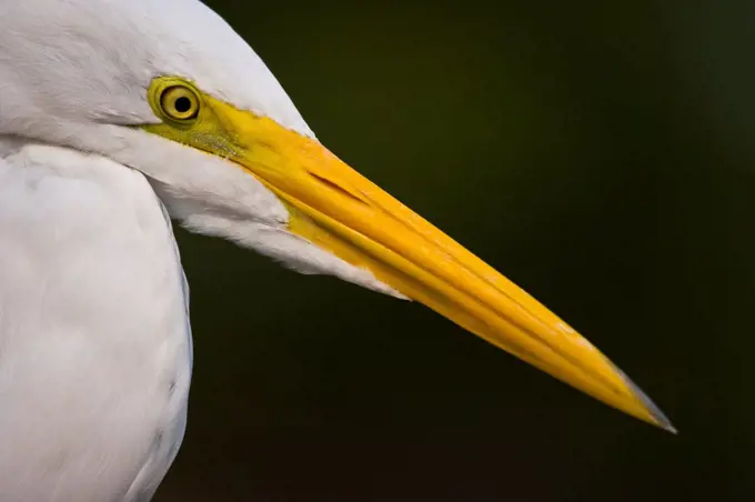 Portrait of a Great Egret in Pantanal Brazil