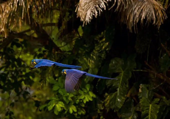 Two Hyacinth Macaws flying in Pantanal Brazil