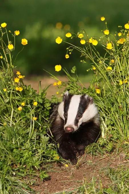 European Badger in a flowered meadow GB