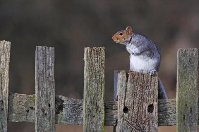 Grey squirrel standing on a fence made of wood Great Britain