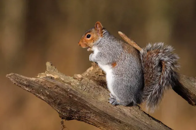 Grey squirrel standing on a dead branch Great Britain