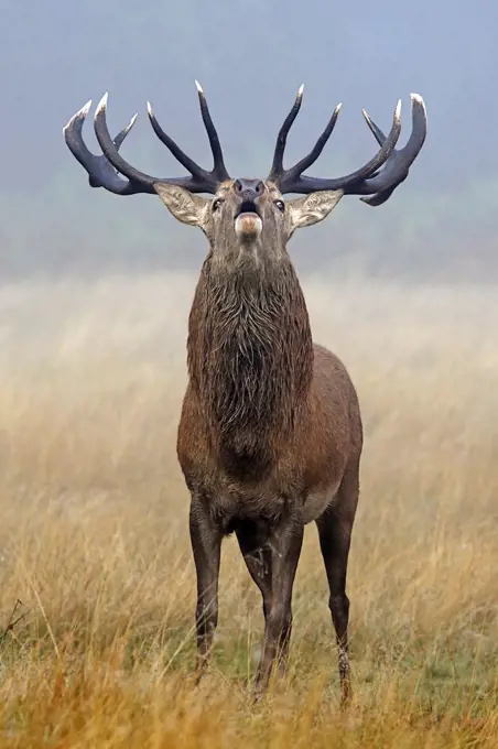 Male Red deer troating Great Britain