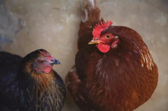 Hen on a perch in hen-house