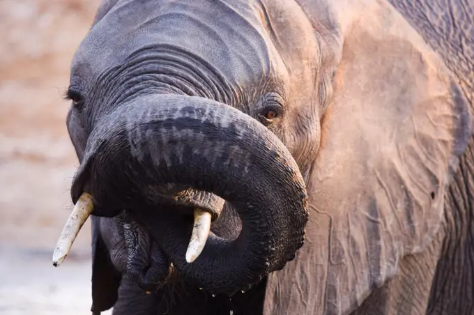 Portrait of Elephant drinking at Chobe River Botswana