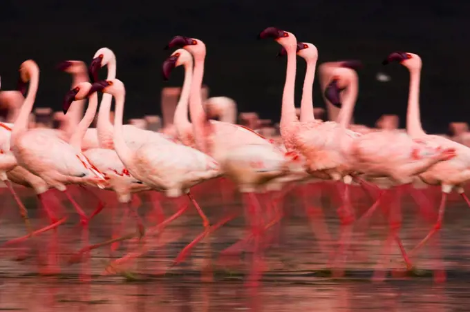 Lesser flamingos walking in water Lake Nakuru Kenya