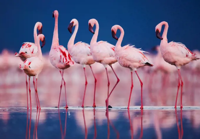 Lesser flamingos in water Lake Nakuru Kenya