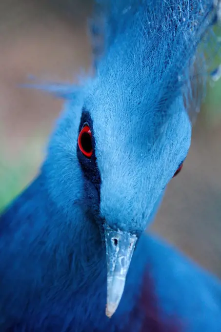 Portrait of a Victoria crowned pigeon