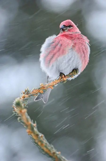 Pine Grosbeak male on conifere Quebec Canada