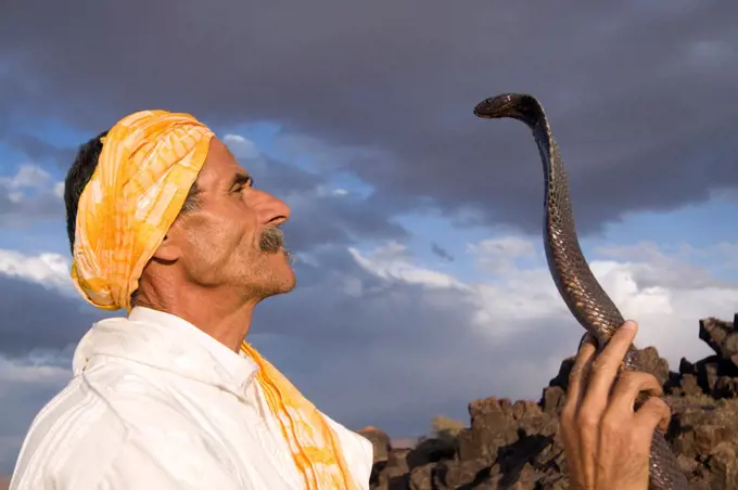 Snake charmer looking at an Egyptian Cobra Morocco