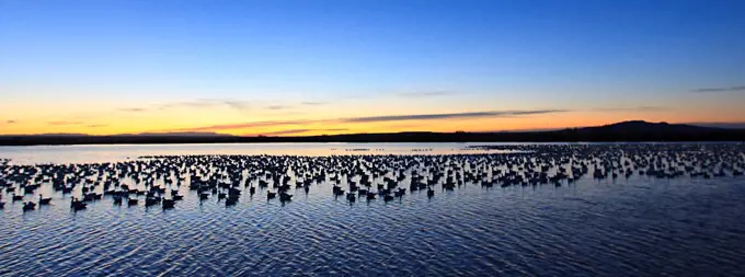 Snow geese wintering in New Mexico USA