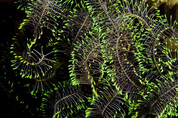 Coloured arms of a Feather Star Crinoid Sulawesi Indonesia