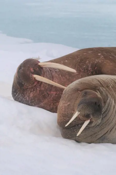 Walrus couple on a flat pack of ice Svalbard