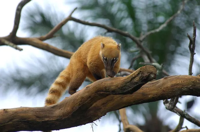 South American Coati in a tree in the Amazon of Brazil