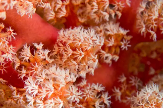 Polyps of a Red Gorgonian Sulawesi Indonesia