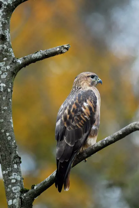 Long-legged Buzzard on a branch