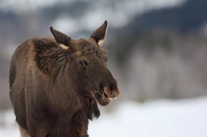 Young Elk in the snow Lawnes Flatanger Norway