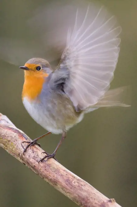 Robin flying from a branch Lorraine France